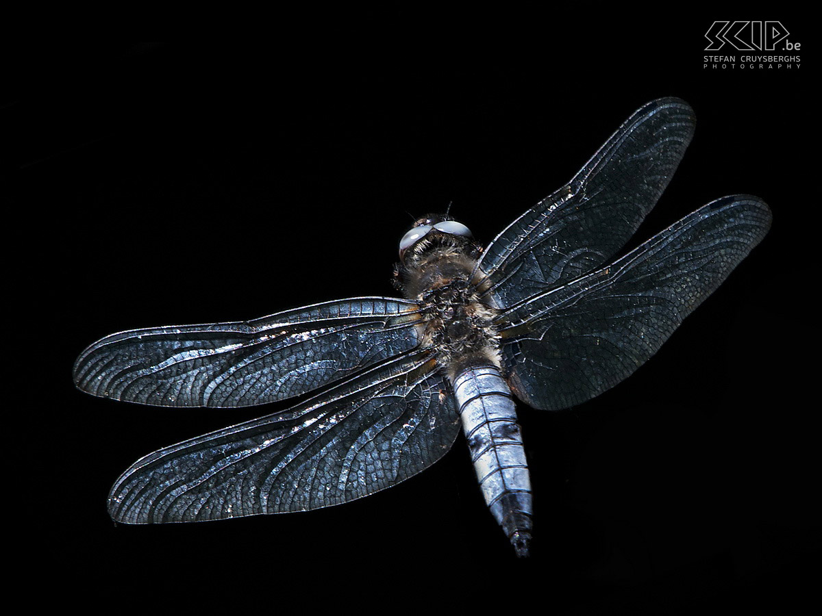 Waterjuffers en libellen - Mannelijke gewone oeverlibel Mannelijke gewone oeverlibel (Orthetrum cancellatum). De mannetjes zijn blauw en de vrouwtjes hebben een gele kleur. Stefan Cruysberghs